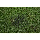 100 Black Galvanised Grass Pins 150mm
